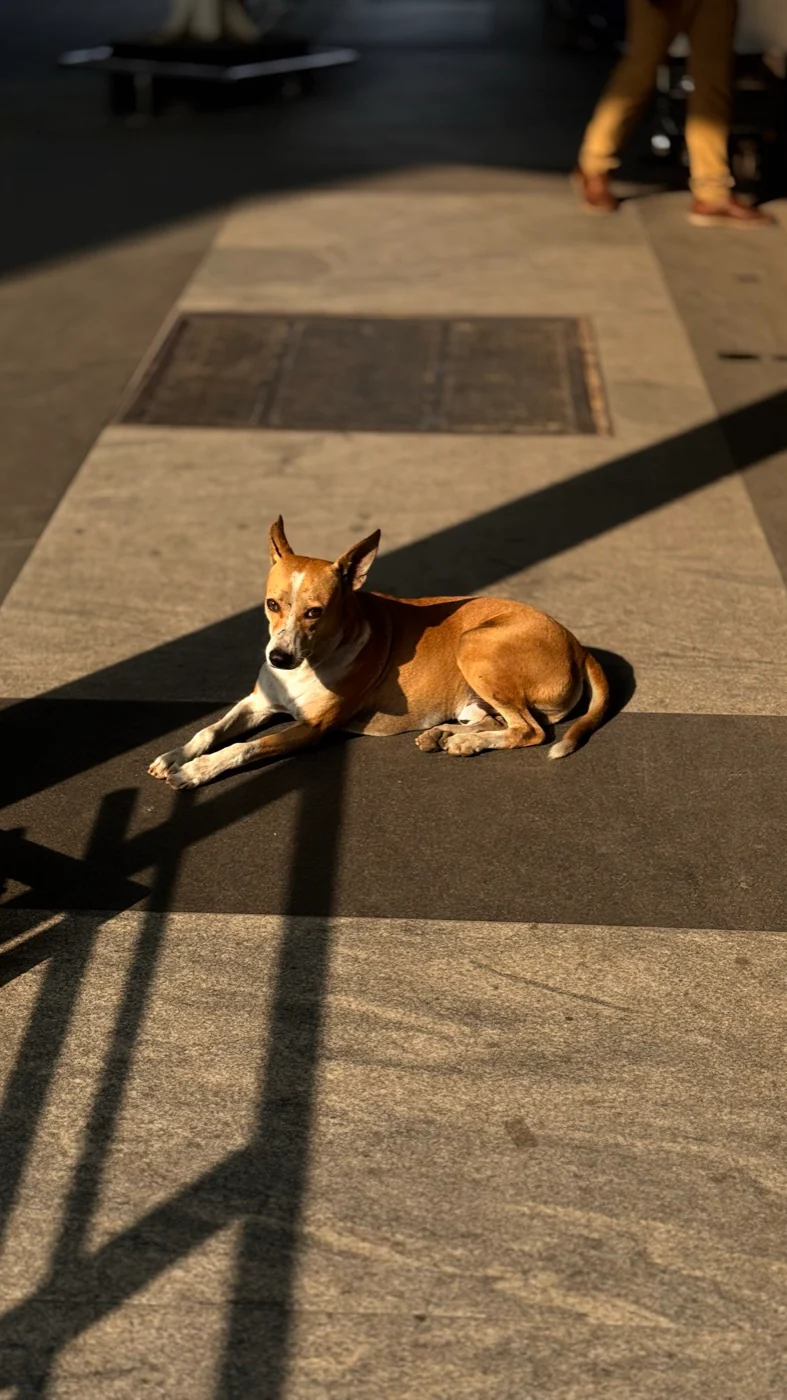 A dog resting in a patch of warm sunlight